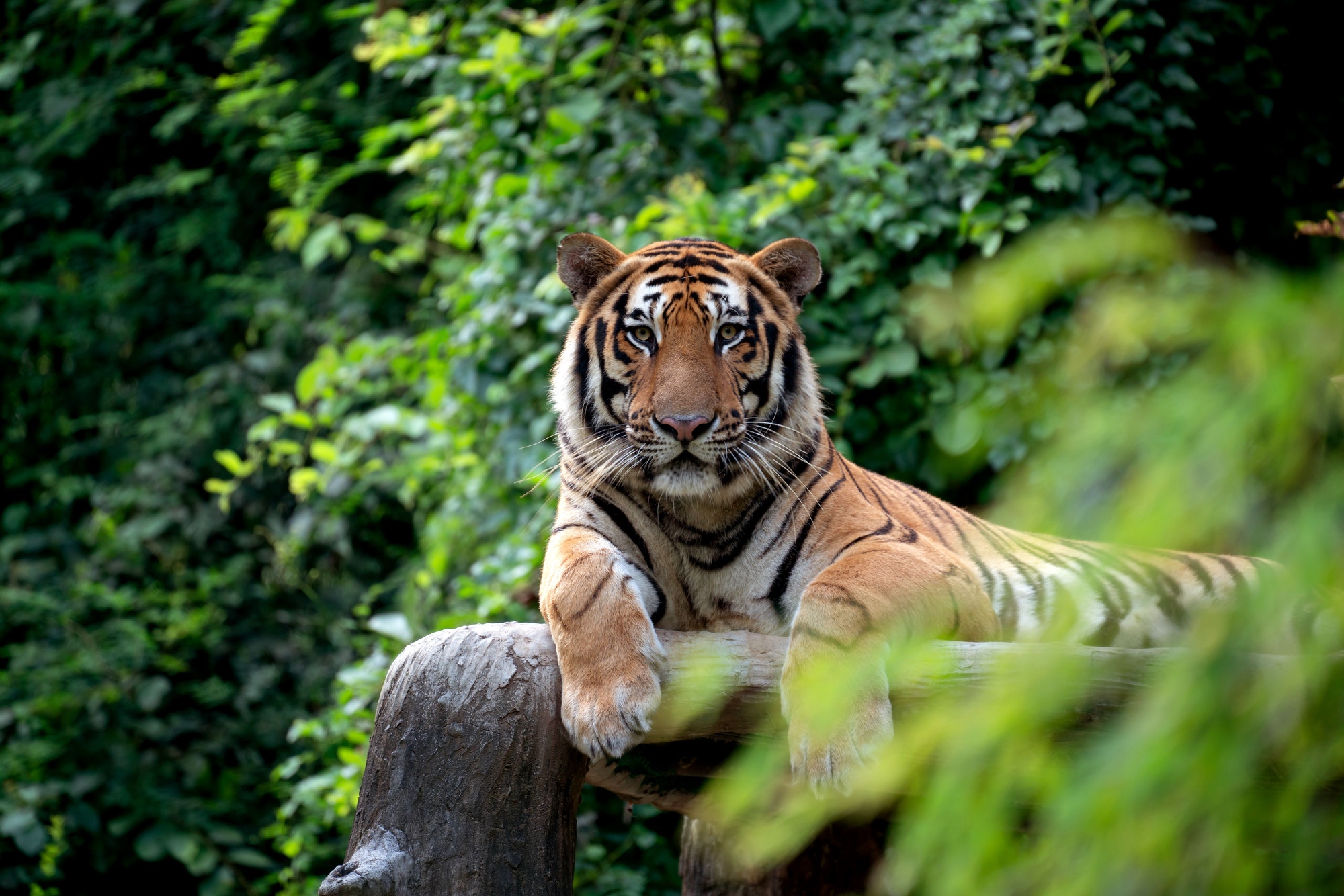 bengal-tiger-lying-down-among-green-bush.jpg